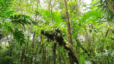Epiphytes growing on a branch in  cloudforest, time lapse. Stock Footage 139838921