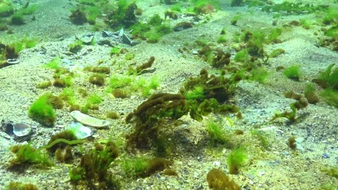Epiphytic algae in the form of small balls on green algae Enteromorpha sway.. Stock Footage 330740710