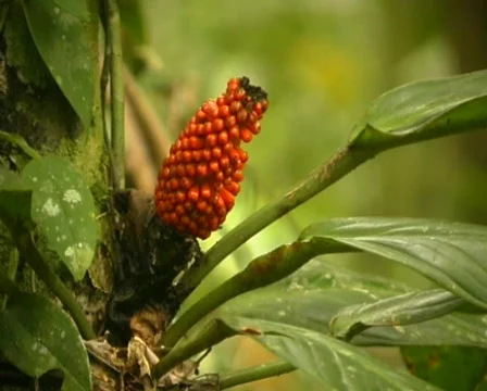 Epiphytic aroid on a tree trunk Stock Footage