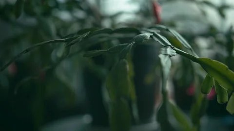 Epiphytic cactus flower.  Stock Footage 87954341