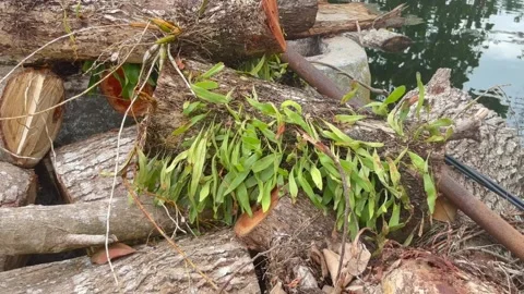 Epiphytic Ferns Growing on Cut Tree Logs by the Water Stock Footage 330145557