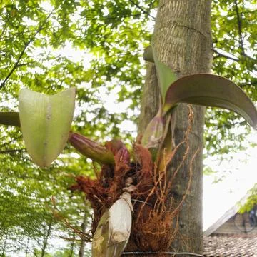 Epiphytic Orchid Growing on Tree Trunk with Lush Green Foliage Background Stock Photos
