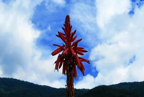 Epiphytic plants 2 Stock Photos