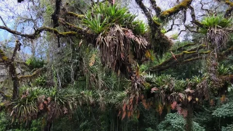 Epiphytic Plants Cover Mossy Tree Branches in The Yungas, Northwest Argentina 動画素材 345970302