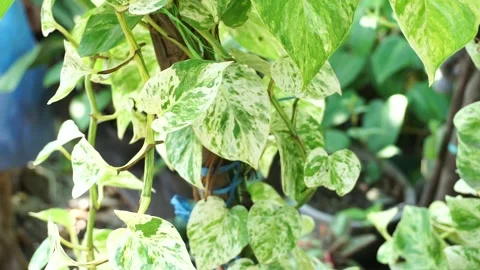 Epipremnum aureum Stock Footage 218809689