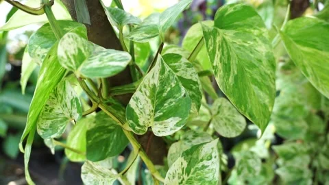 Epipremnum aureum Stock Footage 218812124