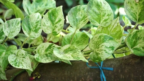 Epipremnum aureum Stock Footage 218812673