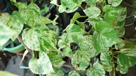 Epipremnum aureum Stock Footage 218812884