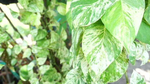Epipremnum aureum Stock Footage 218826835