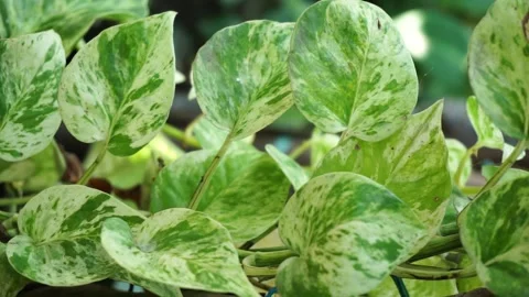 Epipremnum aureum Stock Footage 218832003