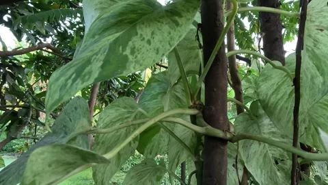 Epipremnum aureum Stock Footage 284061655