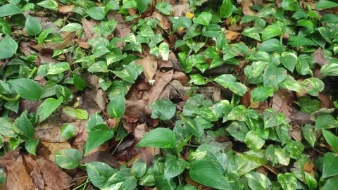 Epipremnum aureum. golden pothos, Ceylon creeper, hunter's robe, ivy arum, .. Stock Footage 241103541