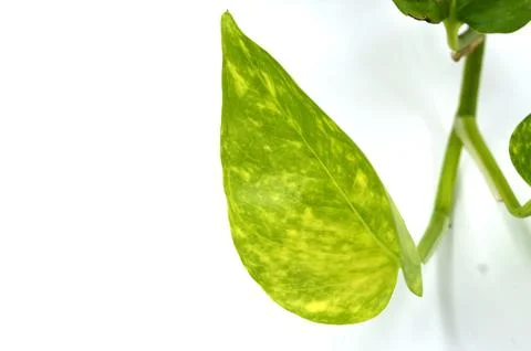 Epipremnum aureum  leaf Stock Photos