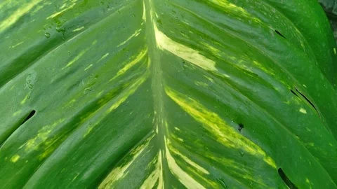 Epipremnum Aureum Leaves Stock Footage 256893750