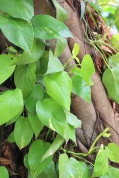 Epipremnum aureum Stock Photos
