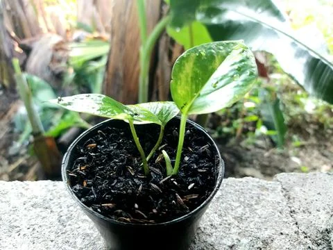 Epipremnum aureum Stock Photos