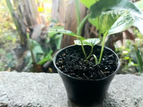 Epipremnum aureum Stock Photos