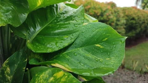 Epipremnum aureum at rain Stock Footage 208669918