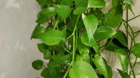Epipremnum aureum (Scindapsus)  lush, trailing houseplant with vibrant gree.. Stock Footage 300302241