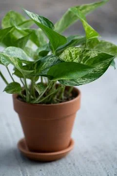 Epipremnum in a ceramic pot Stock Photos