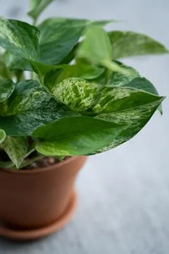 Epipremnum in a ceramic pot Stock Photos