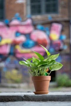 Epipremnum in a ceramic pot Stock Photos