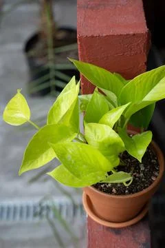 Epipremnum in a ceramic pot on the red step Stock Photos