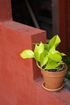 Epipremnum in a ceramic pot on the red step Stock Photos