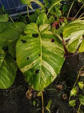 Epipremnum leaf planted Stock Photos