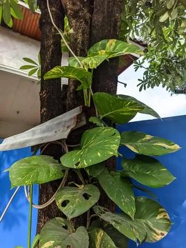 Epipremnum leaf planted Stock Photos