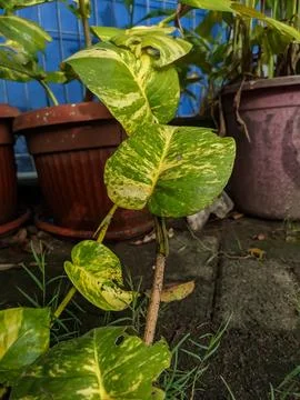 Epipremnum leaf planted Stock Photos