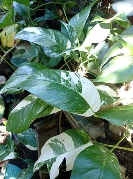 Epipremnum pinnatum leaf 写真素材