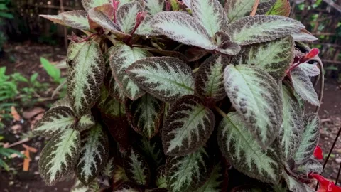 Episcia cupreata Stock Footage 221008973