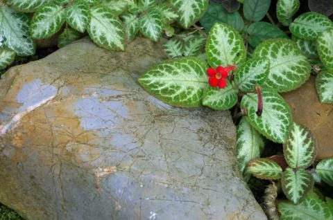 Episcia flower Stock Photos