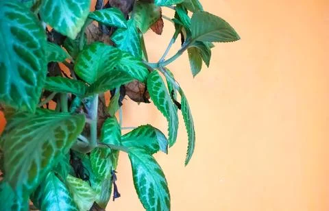 Episcia flower Stock Photos