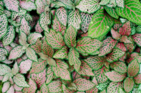 Episcia leaf background Stock Photos