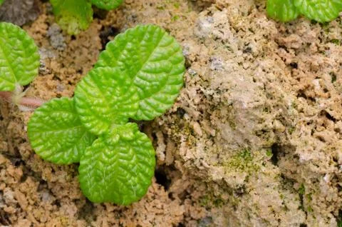 Episcia leaf on stone background Stock Photos