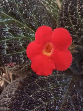 Episcia Stock Photos