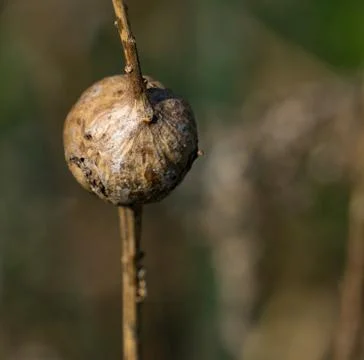 Episetum 2 库存照片