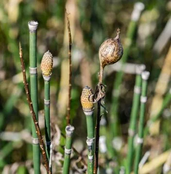 Episetum 库存照片