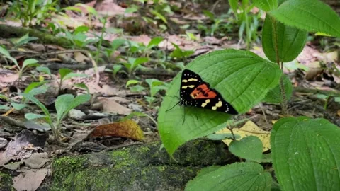 Episteme moth on a green leaf Stock-Footage 343835747