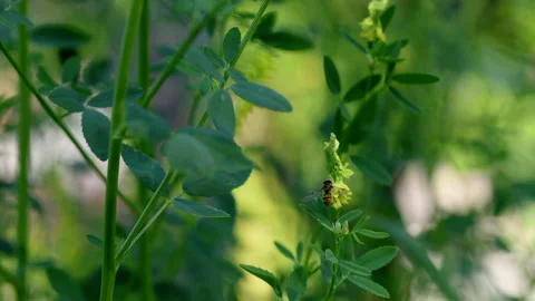 Episyrphus balteatus or marmalade hoverfly Stock Footage 274231018