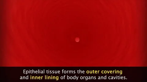Epithelial tissue of human body Stock Footage 319939191