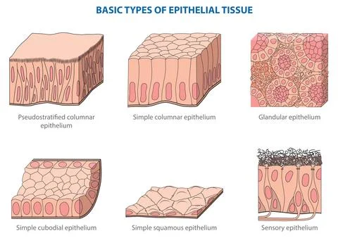 Epithelial tissue Stock Illustration