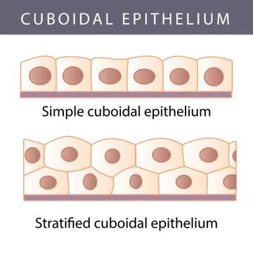 Epithelium Stock Illustration