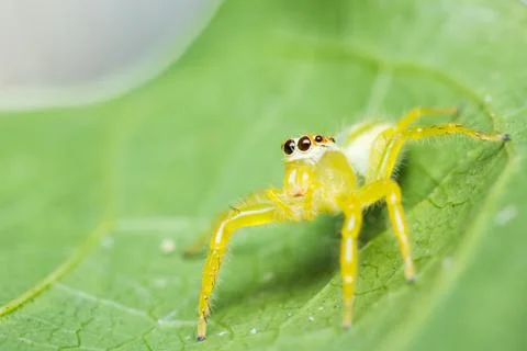 Epocilla jumping spider Stock Photos
