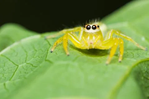 Epocilla jumping spider Stock Photos