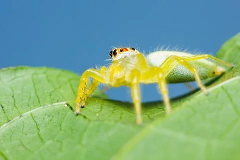 Epocilla jumping spider Stock Photos