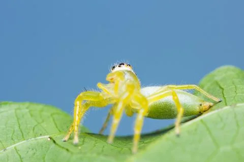 Epocilla jumping spider Stock-Fotos
