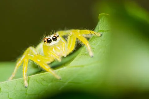 Epocilla jumping spider Stock Photos